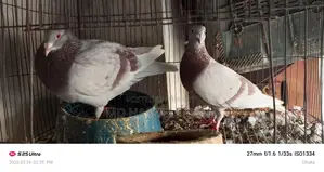 Mili Racer Pigeons for Sale