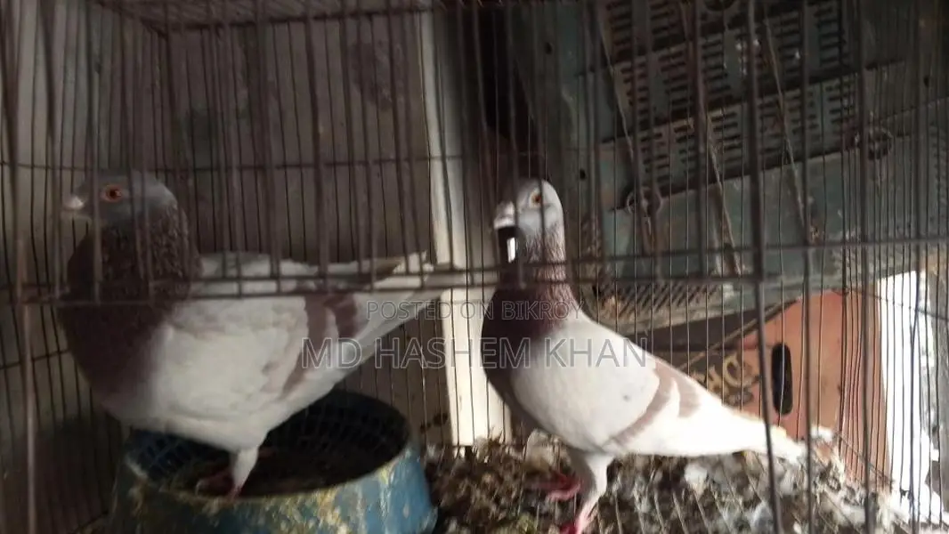 Mili Racer Pigeons for Sale