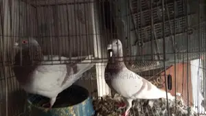 Mili Racer Pigeons for Sale