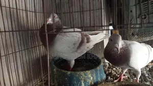 Mili Racer Pigeons for Sale