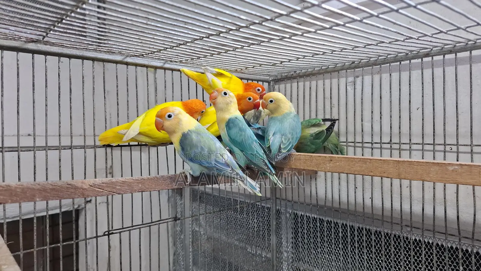 Bird Sell
