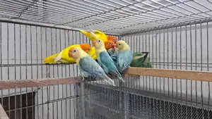 Bird Sell
