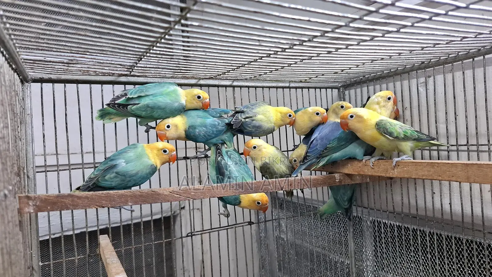 Bird Sell