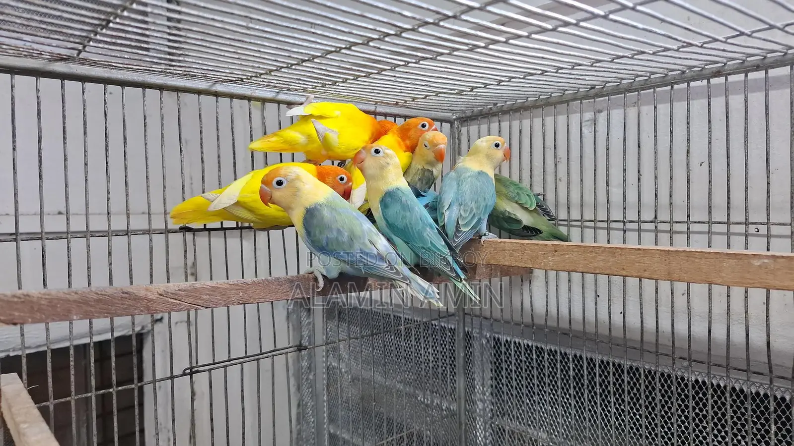Bird Sell