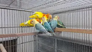 Bird Sell