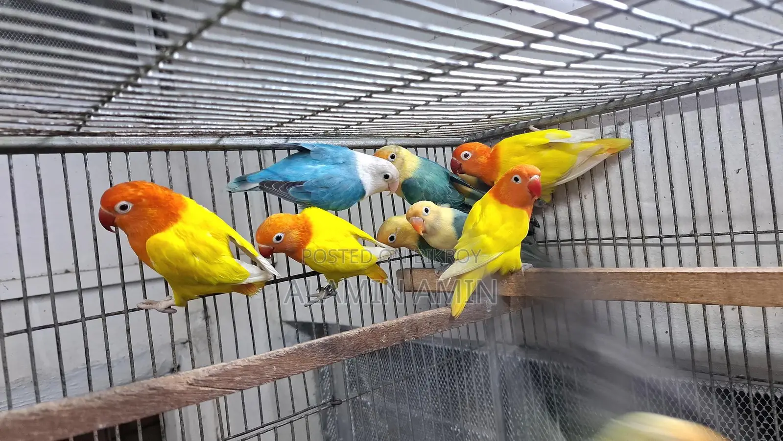 Bird Sell