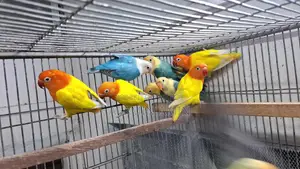 Bird Sell