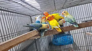 Bird Sell
