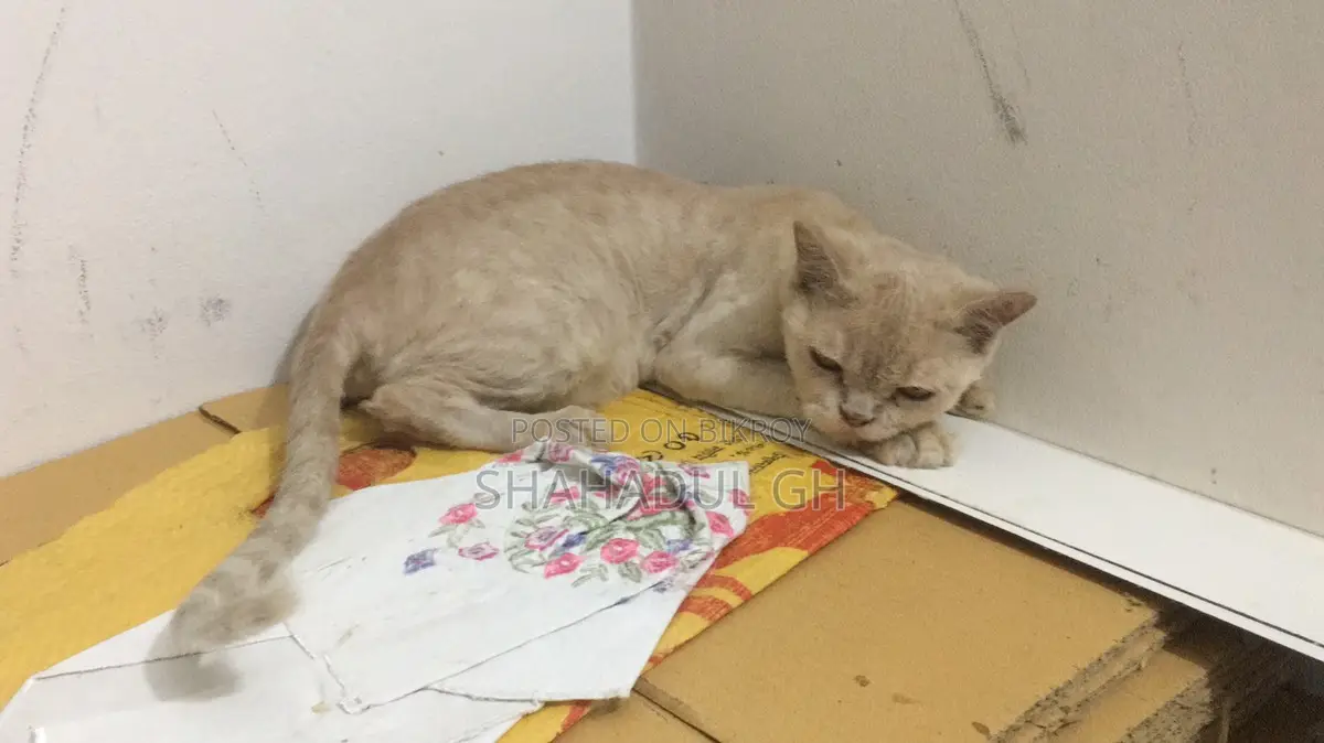 Persian 3 Coat Female Cat (7 Kittens)