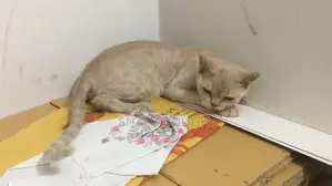 Persian 3 Coat Female Cat (7 Kittens)