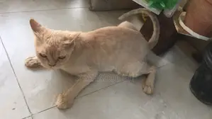 Persian 3 Coat Female Cat (7 Kittens)