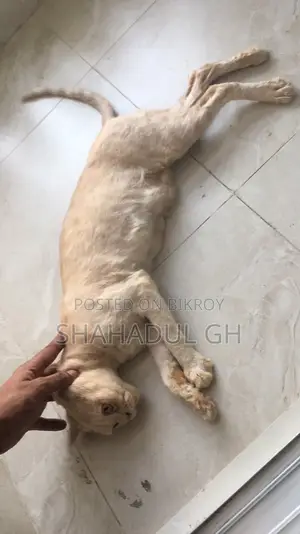 Persian 3 Coat Female Cat (7 Kittens)
