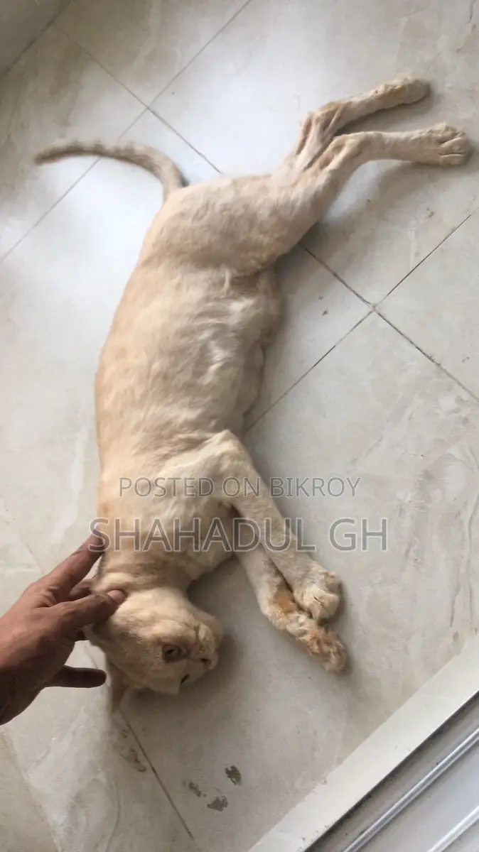 Persian 3 Coat Female Cat (7 Kittens)