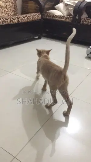 Persian 3 Coat Female Cat (7 Kittens)