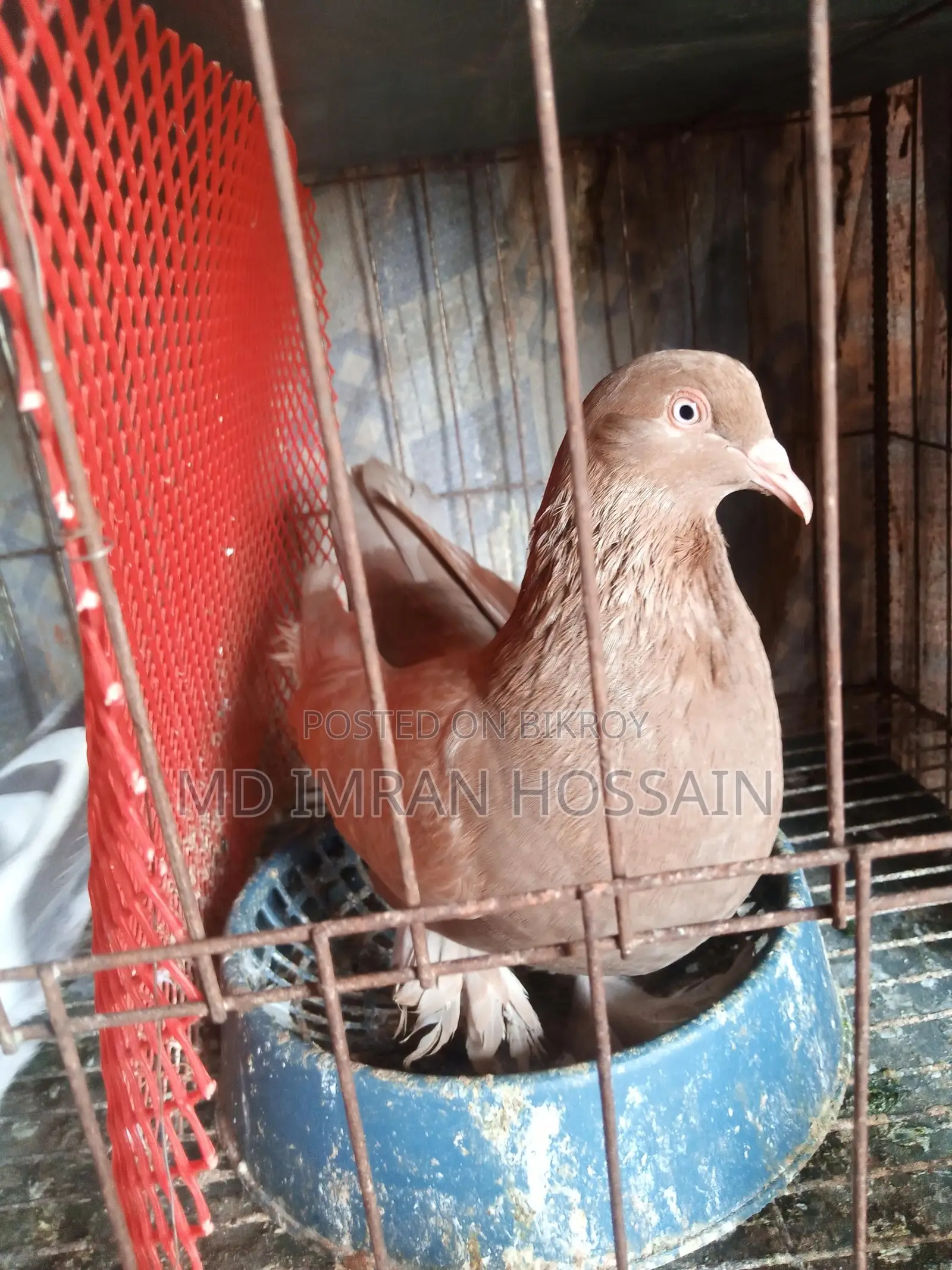 Female Pigeon for Sale