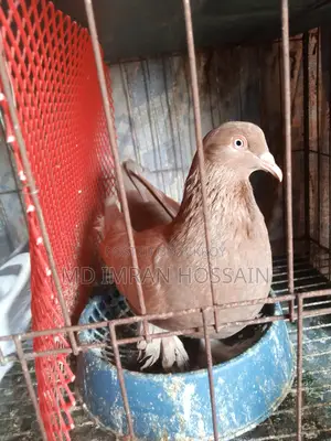 Female Pigeon for Sale