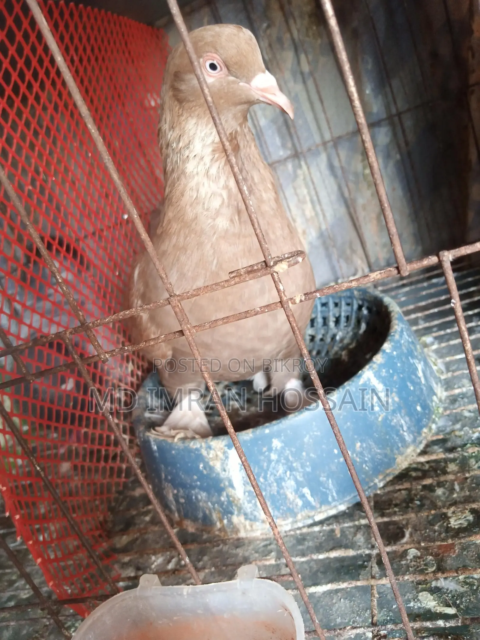 Female Pigeon for Sale