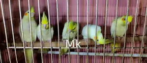 লুটিনো/পার্ল কোকাটেল