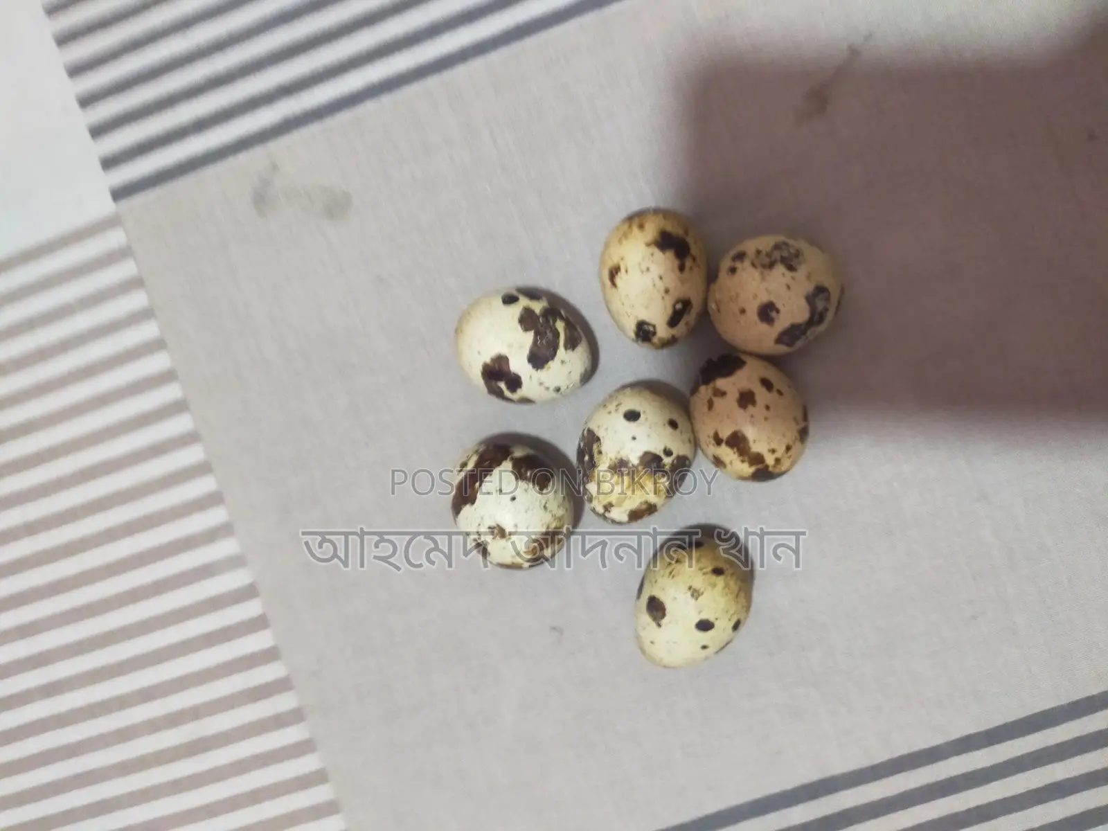 European Giant Coturnix Quail Hatching Eggs 🥚