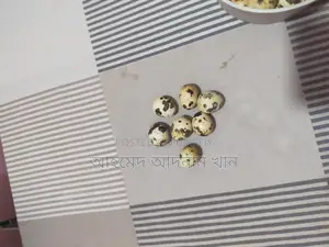 European Giant Coturnix Quail Hatching Eggs 🥚