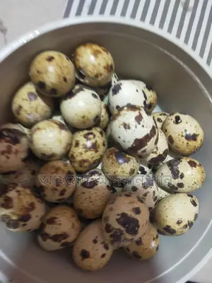 European Giant Coturnix Quail Hatching Eggs 🥚