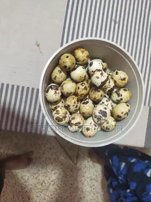 European Giant Coturnix Quail Hatching Eggs 🥚