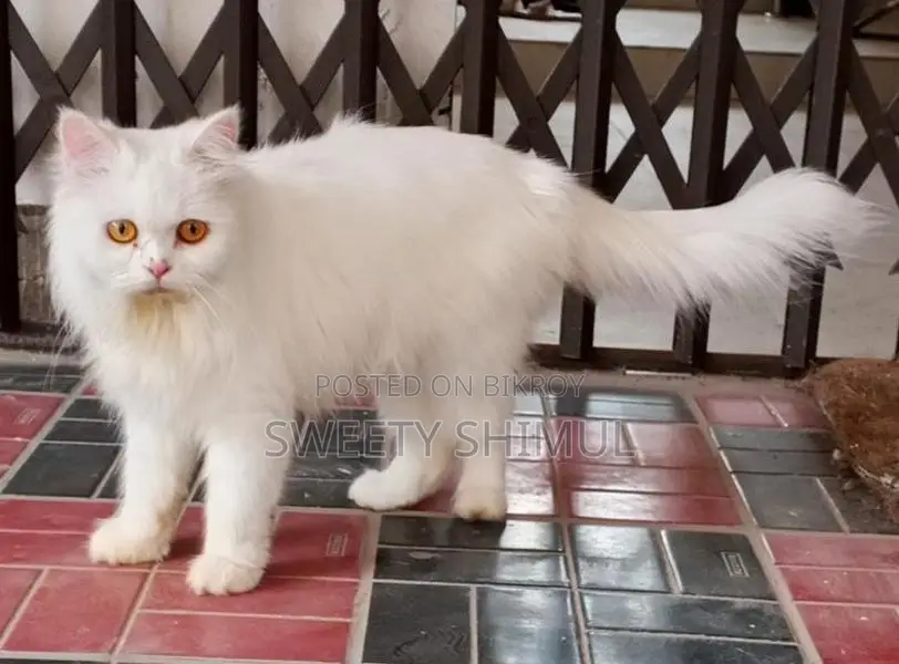 Triple Coat Pure Persian (Female)