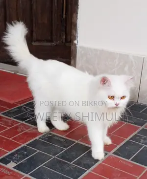 Triple Coat Pure Persian (Female)