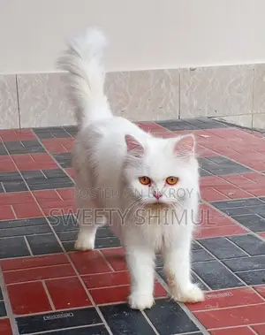 Triple Coat Pure Persian (Female)