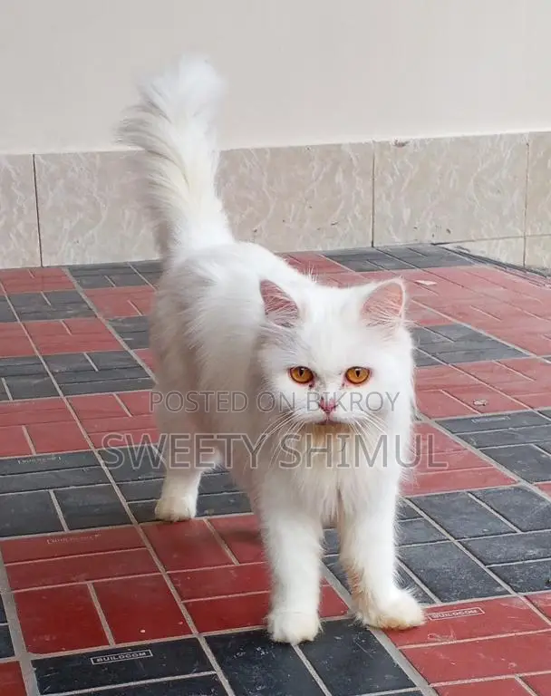 Triple Coat Pure Persian (Female)
