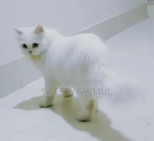 Triple Coat Pure Persian (Female)