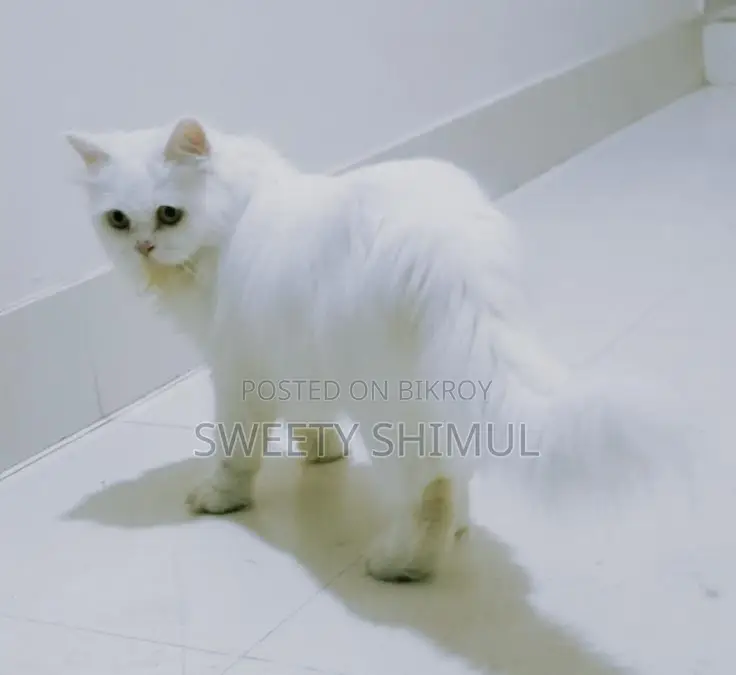 Triple Coat Pure Persian (Female)