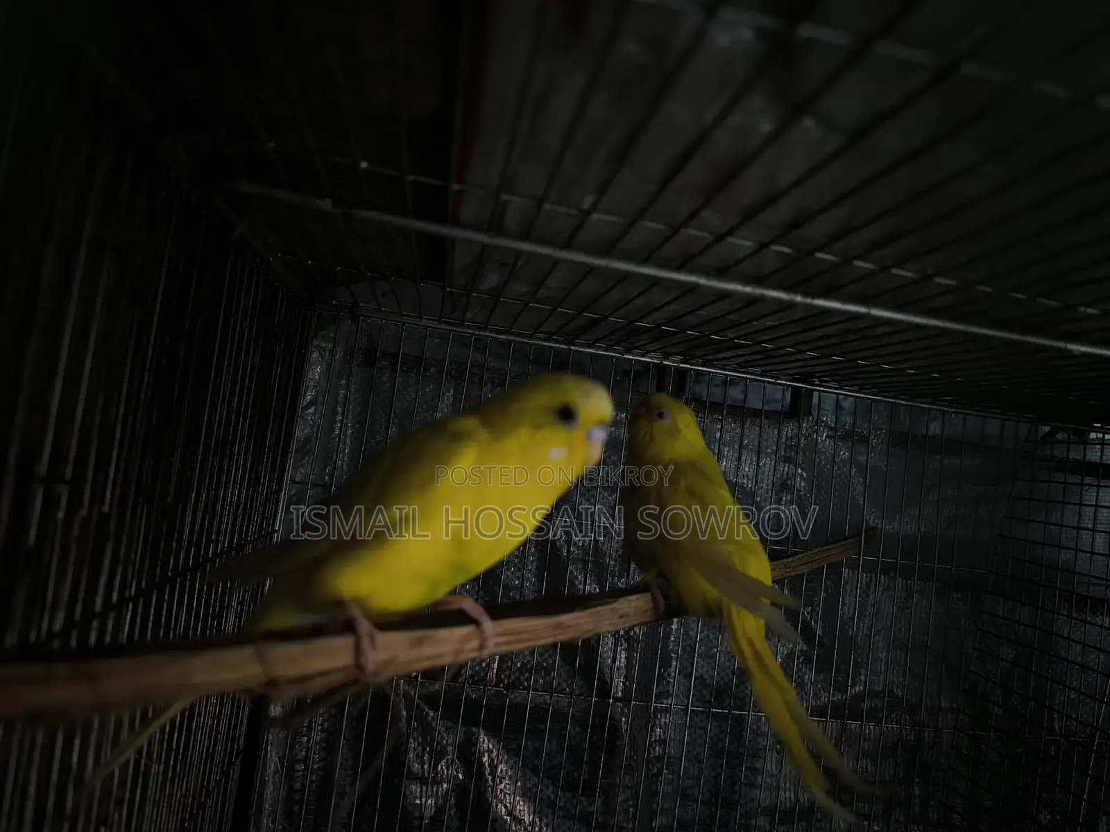 Two Pairs of Budgie Birds for Sale