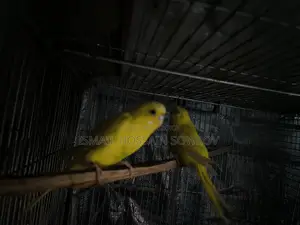 Two Pairs of Budgie Birds for Sale