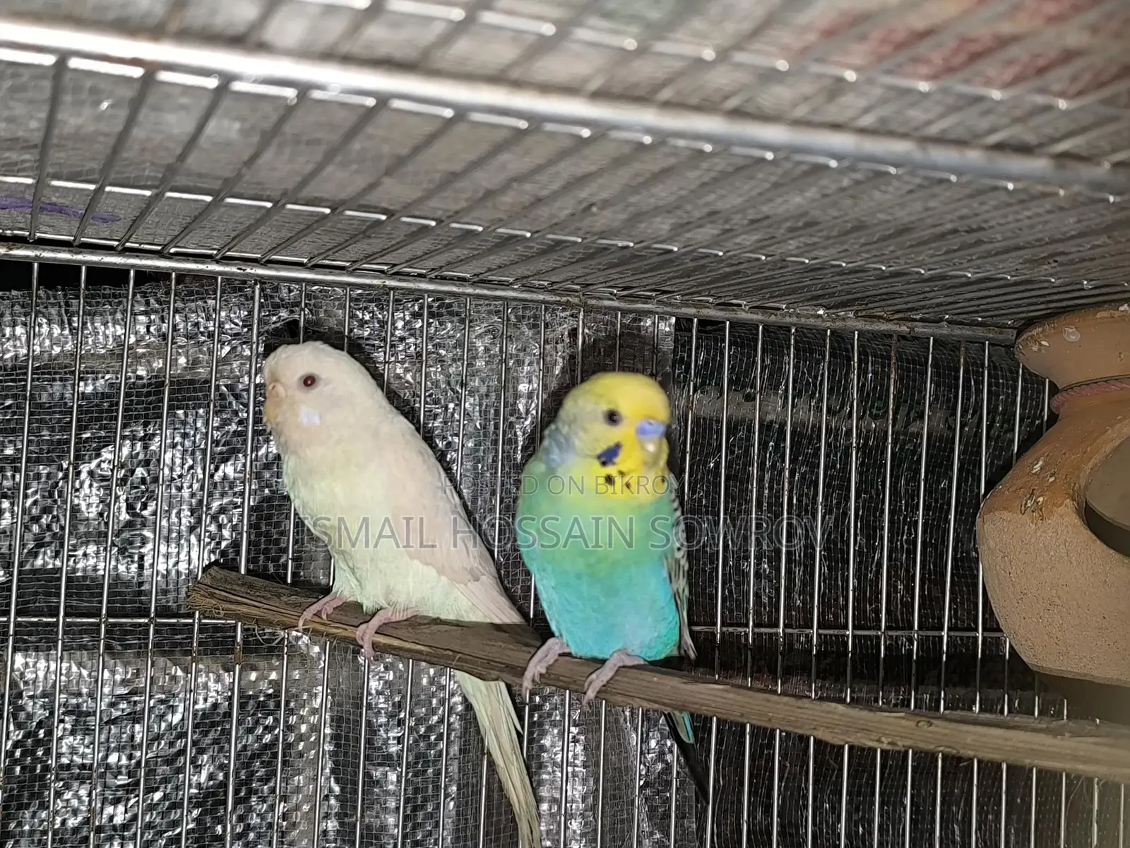 Two Pairs of Budgie Birds for Sale