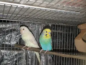 Two Pairs of Budgie Birds for Sale