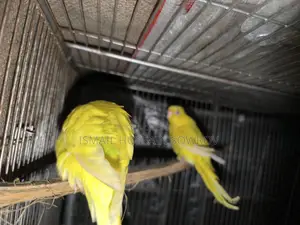 Two Pairs of Budgie Birds for Sale
