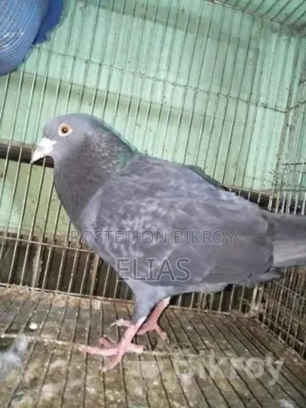 Budgie pair with full setup for sale.