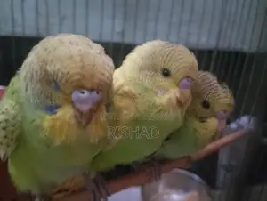 3 Birds for Sale