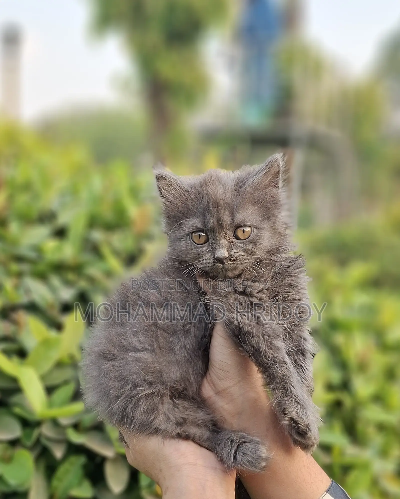 Gree High Quality Parsian Male