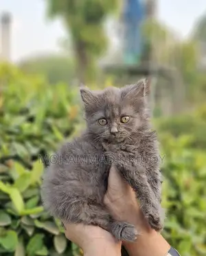 Gree High Quality Parsian Male
