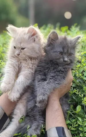 Gree High Quality Parsian Male