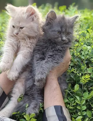 Gree High Quality Parsian Male