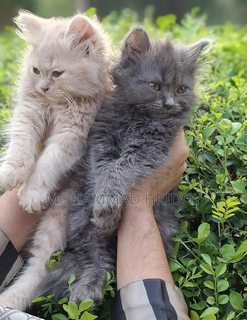 Gree High Quality Parsian Male