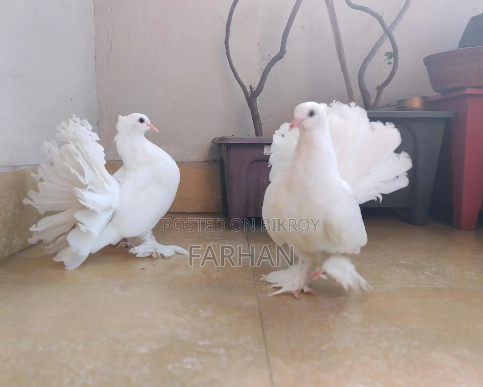 Lokha Baby Pair