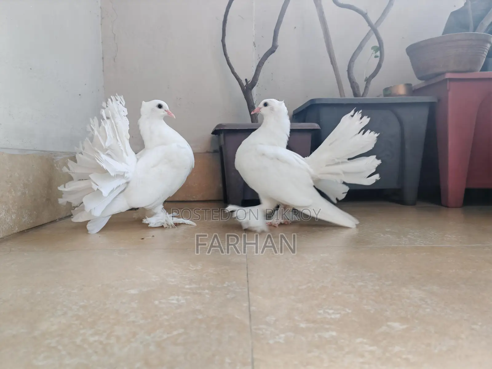 Lokha Baby Pair