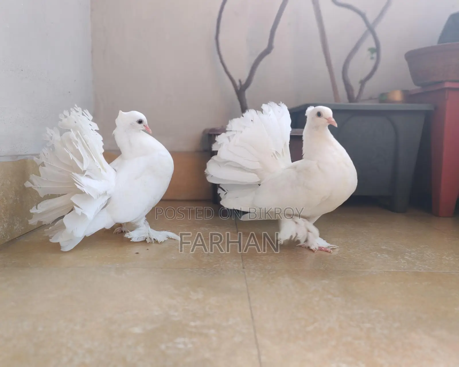 Lokha Baby Pair