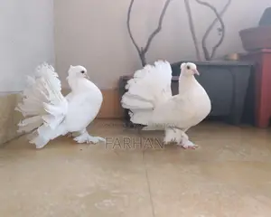 Lokha Baby Pair