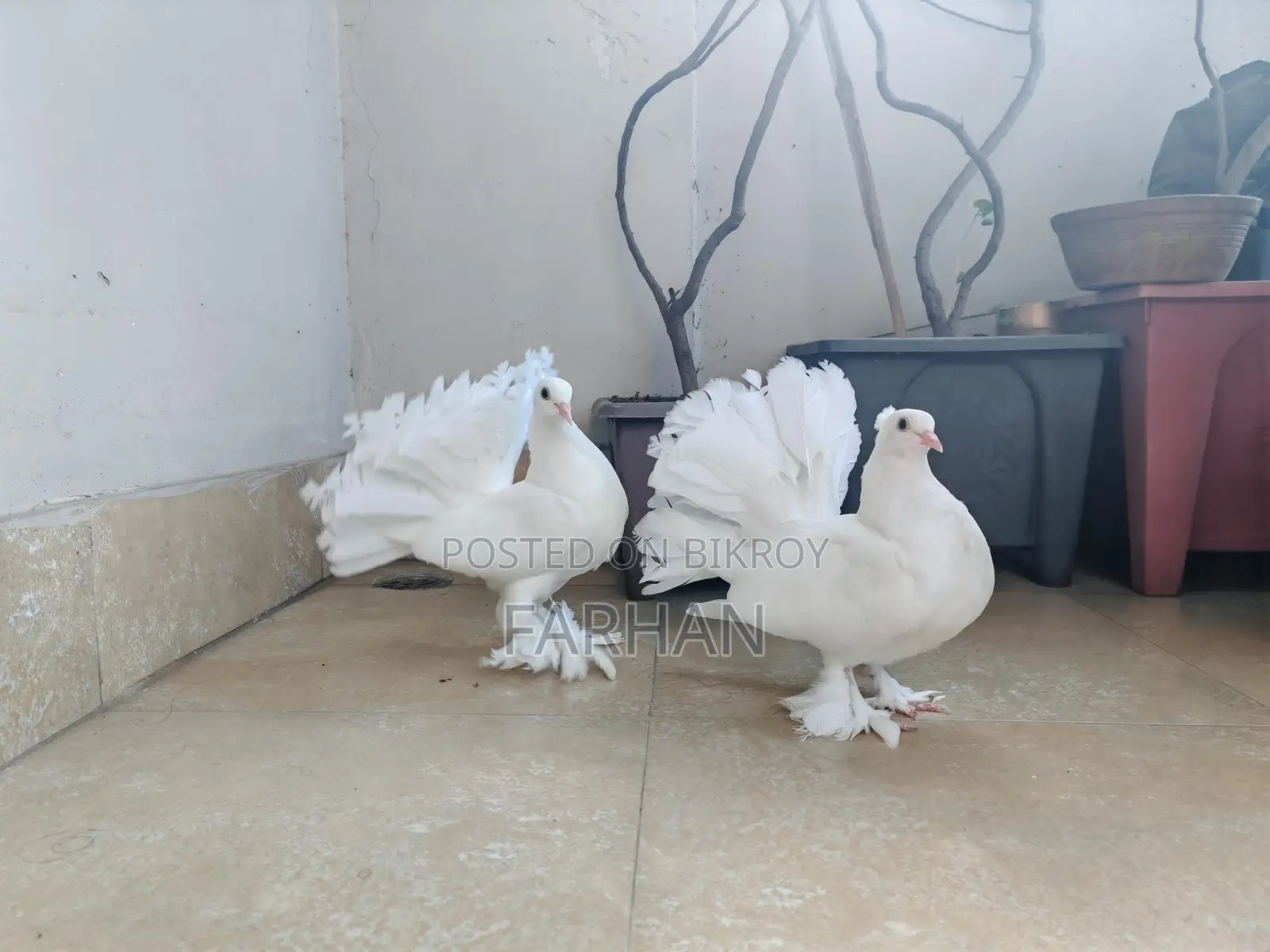 Lokha Baby Pair