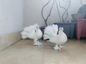 Lokha Baby Pair